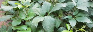 Nigerian Pumpkin Leaves