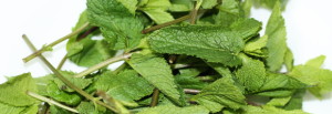 Mint Leaves