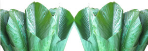 How to Preserve Uma Leaves