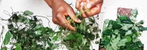 Preserving Nigerian Leafy Vegetables